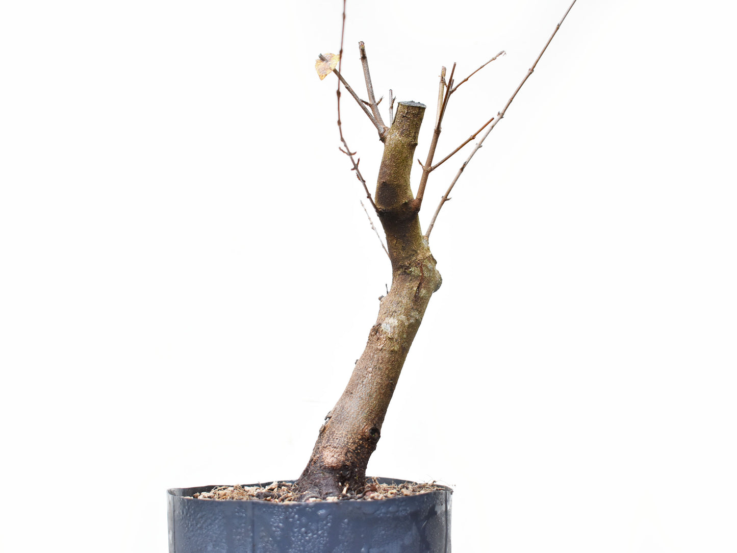 ACER TRIDENTADO Acer Buergerianum)
