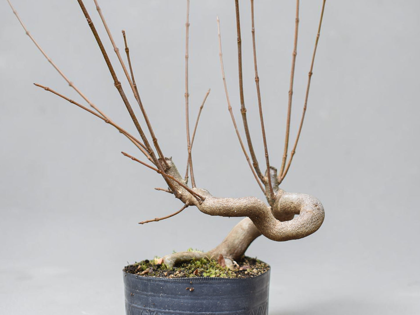KAEDE (Arce Buergerianum)