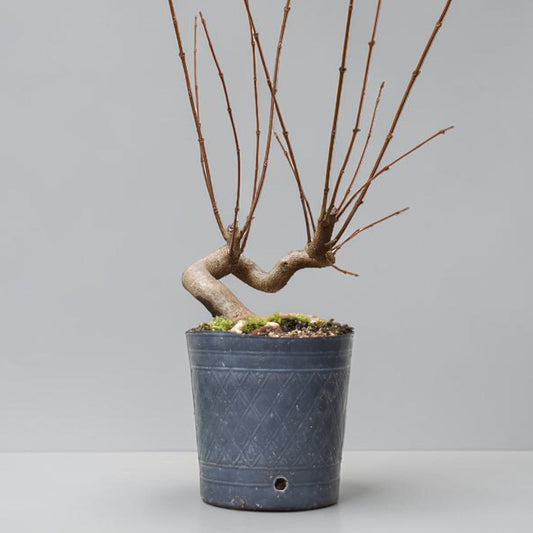 KAEDE (Arce Buergerianum)