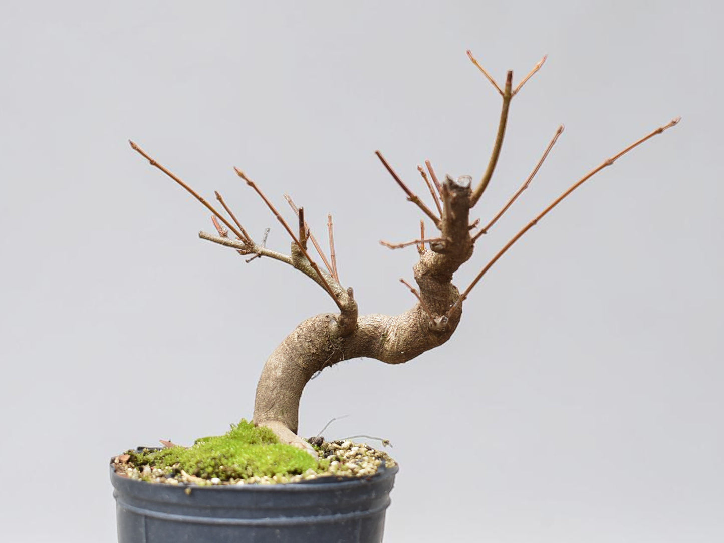 KAEDE (Arce Buergerianum)