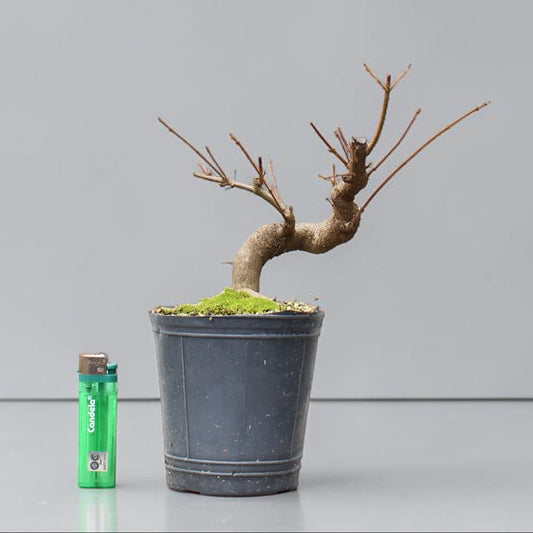 KAEDE (Arce Buergerianum)