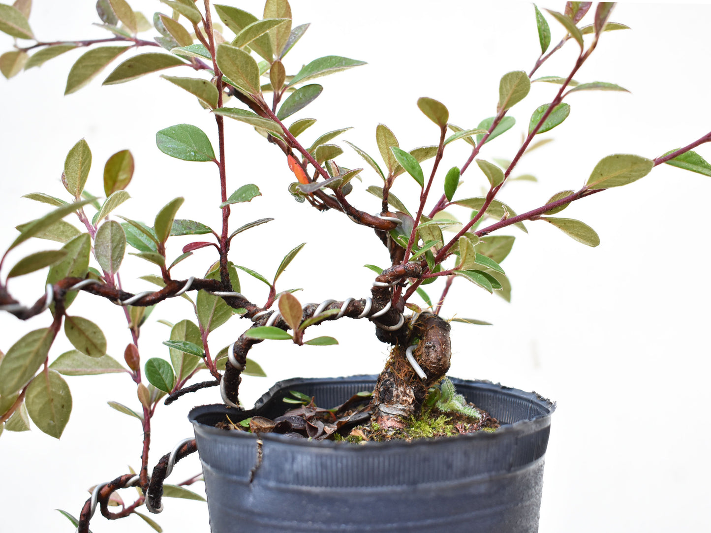 COTONEASTER (Cotoneaster Franchetti)