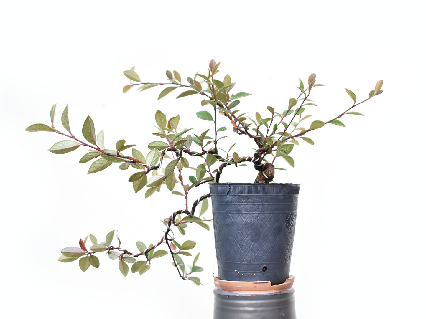COTONEASTER (Cotoneaster Franchetti)