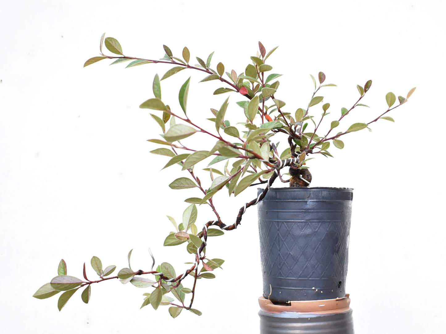 COTONEASTER (Cotoneaster Franchetti)