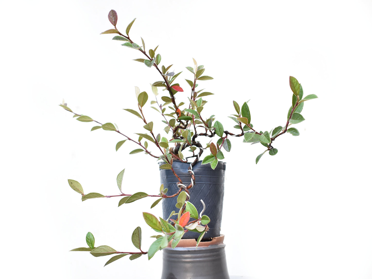 COTONEASTER (Cotoneaster Franchetti)
