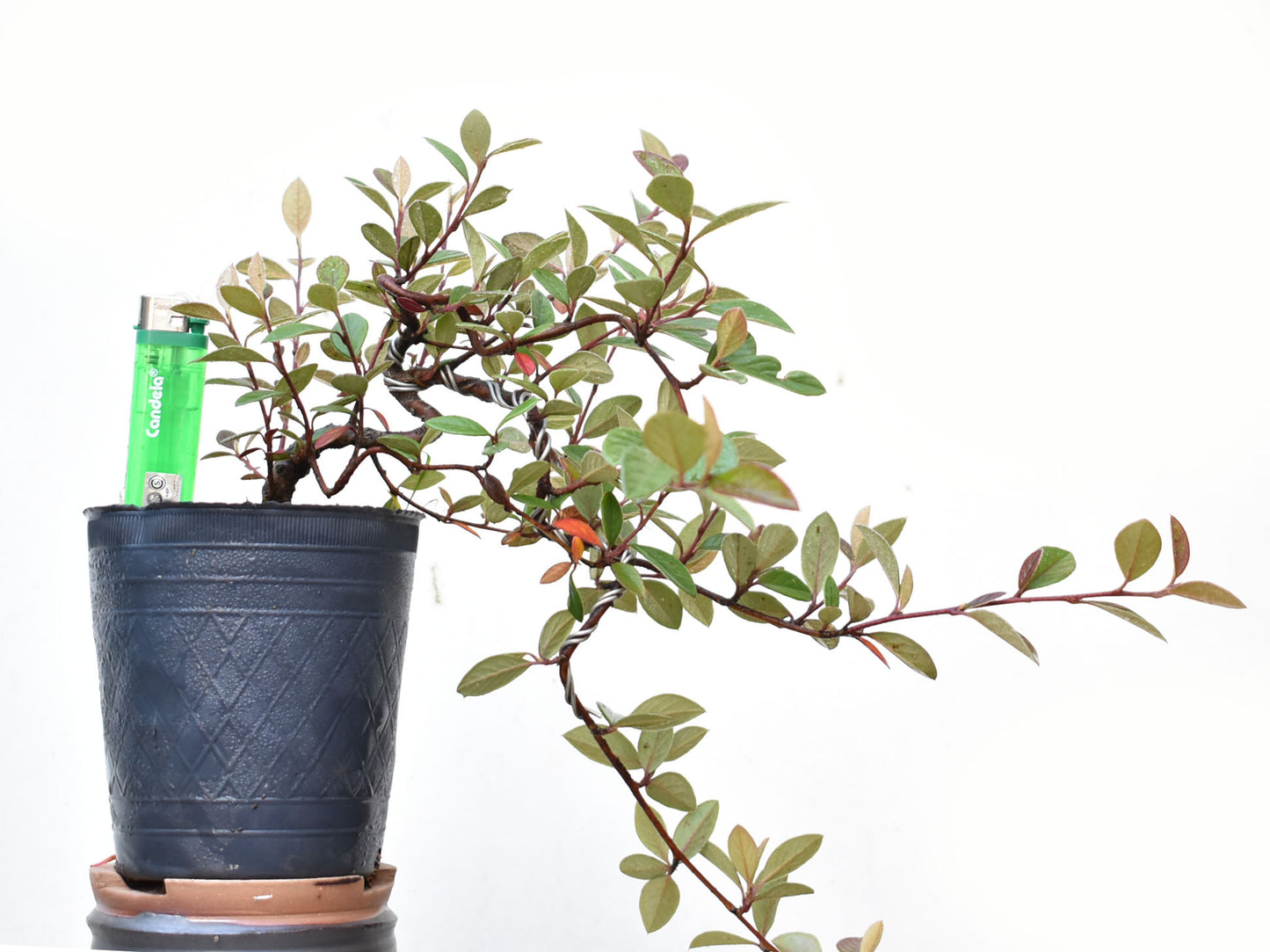 COTONEASTER (Cotoneaster Franchetti)