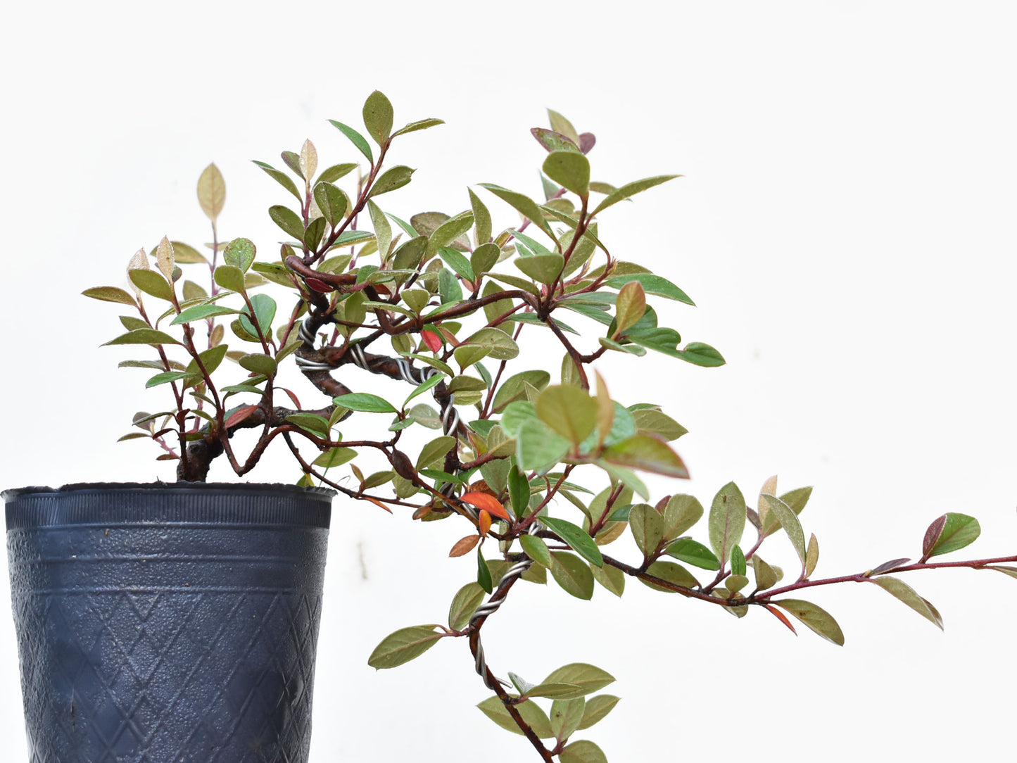 COTONEASTER (Cotoneaster Franchetti)
