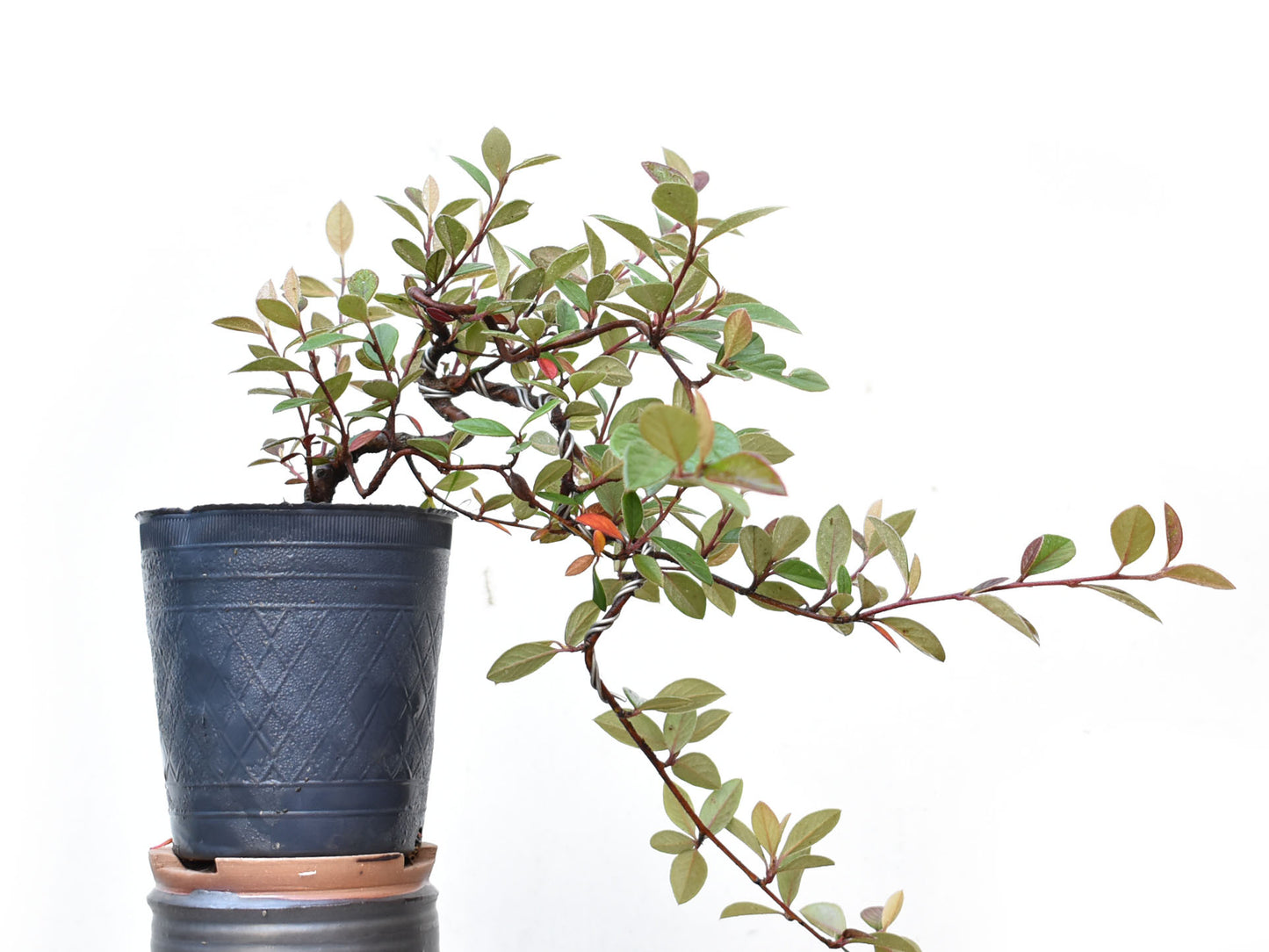 COTONEASTER (Cotoneaster Franchetti)