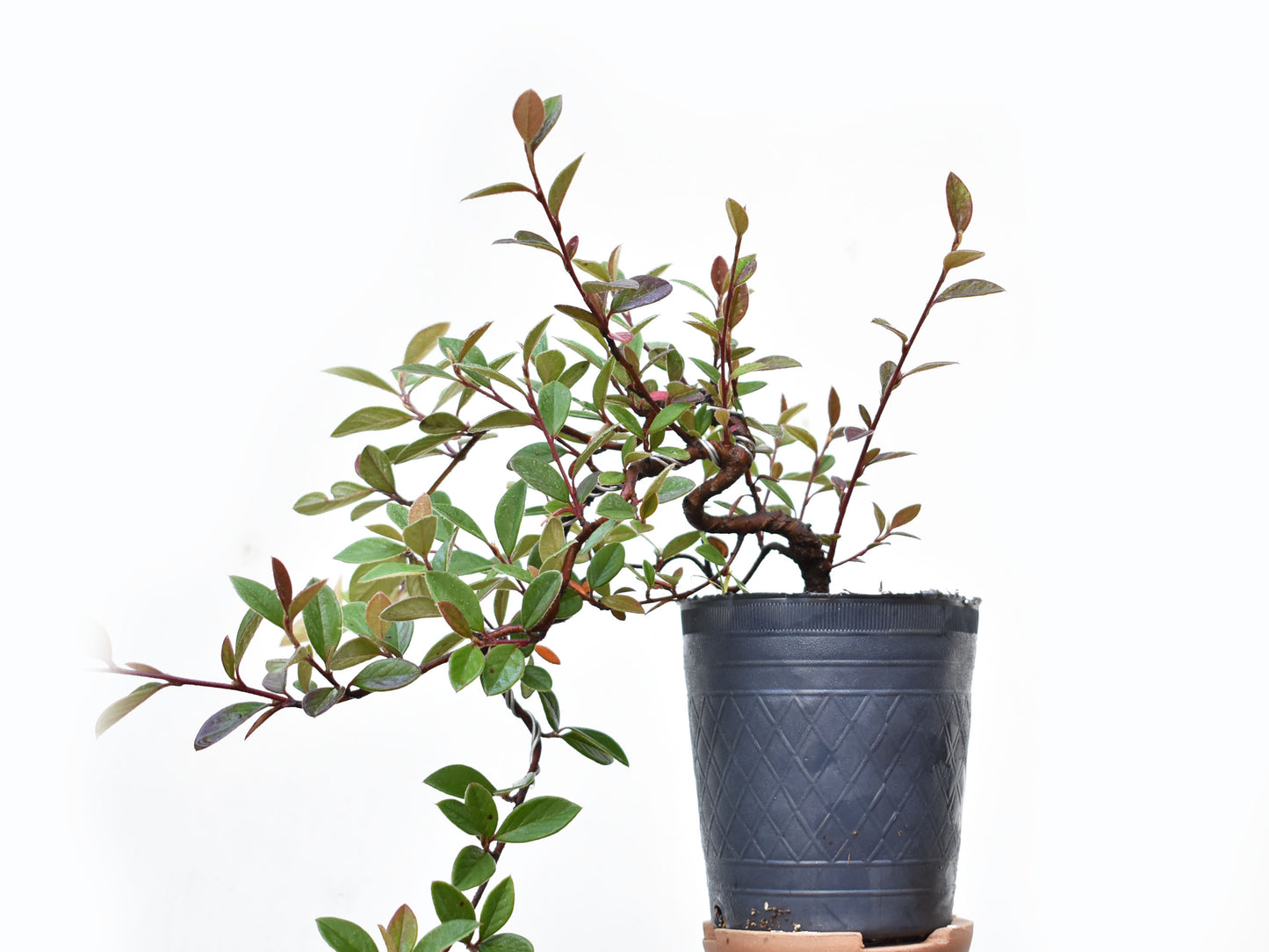 COTONEASTER (Cotoneaster Franchetti)