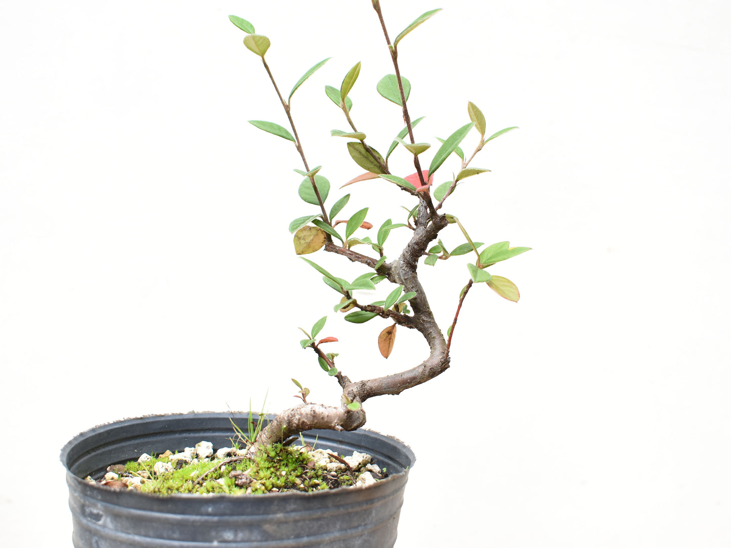 COTONEASTER (Cotoneaster Franchetti)