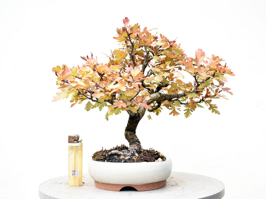 ESPINO BLANCO (Crataegus Monogyna)