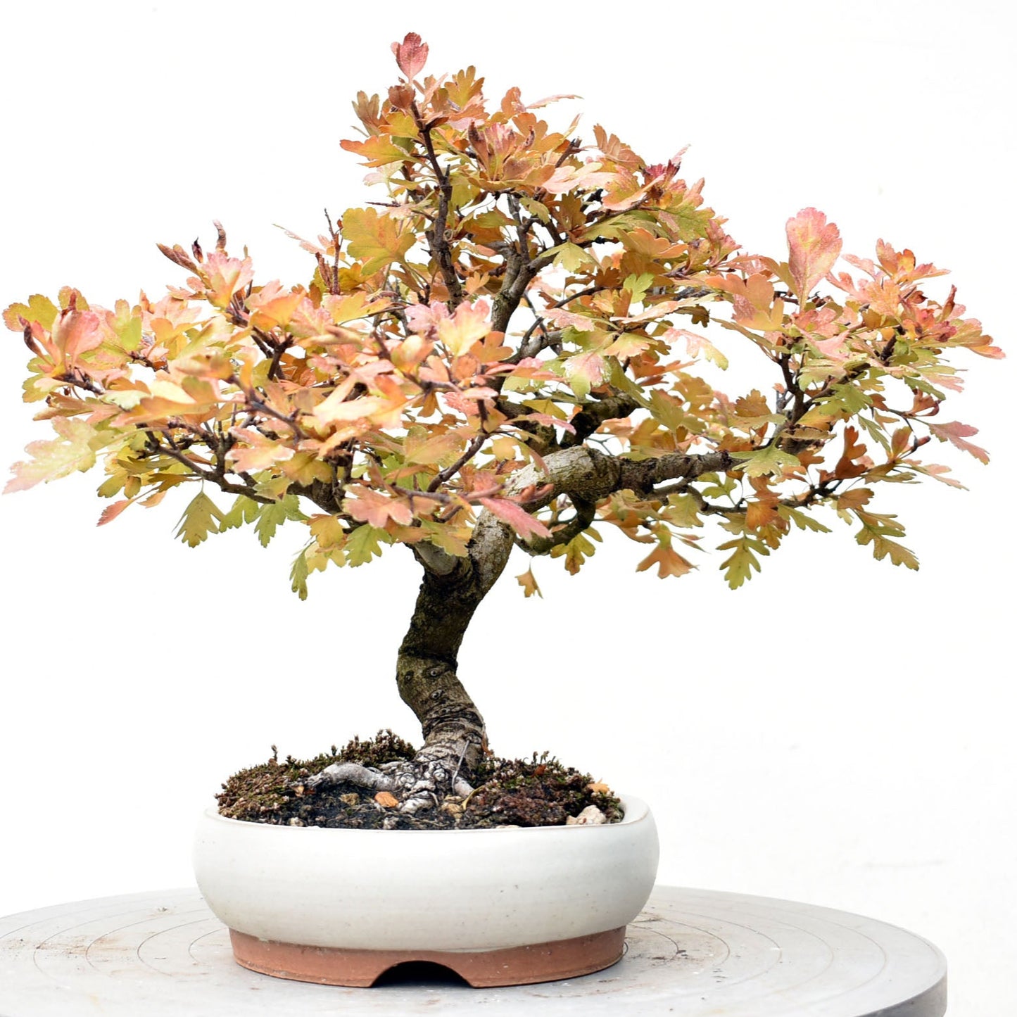 ESPINO BLANCO (Crataegus Monogyna)