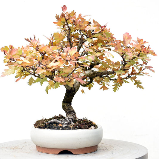 ESPINO BLANCO (Crataegus Monogyna)