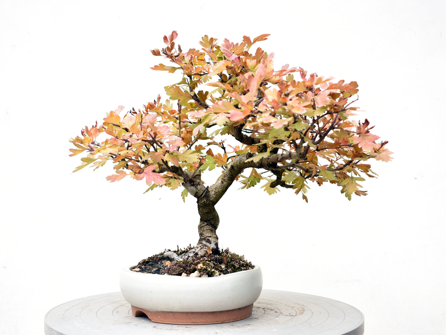ESPINO BLANCO (Crataegus Monogyna)
