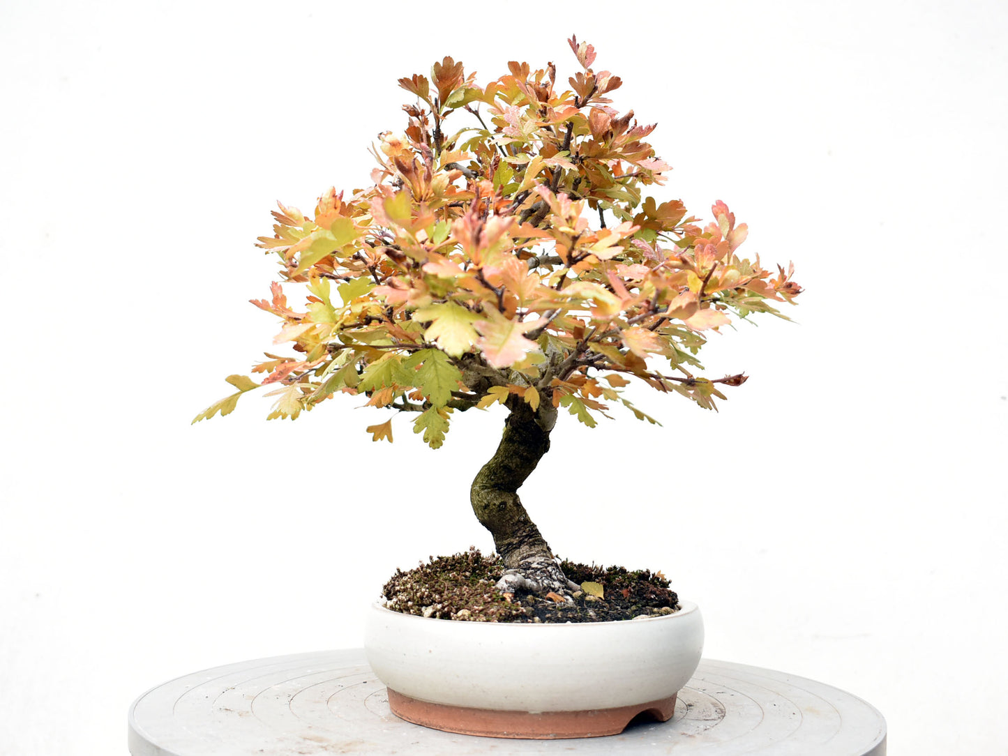 ESPINO BLANCO (Crataegus Monogyna)