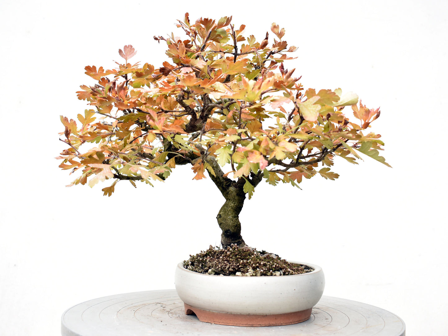 ESPINO BLANCO (Crataegus Monogyna)