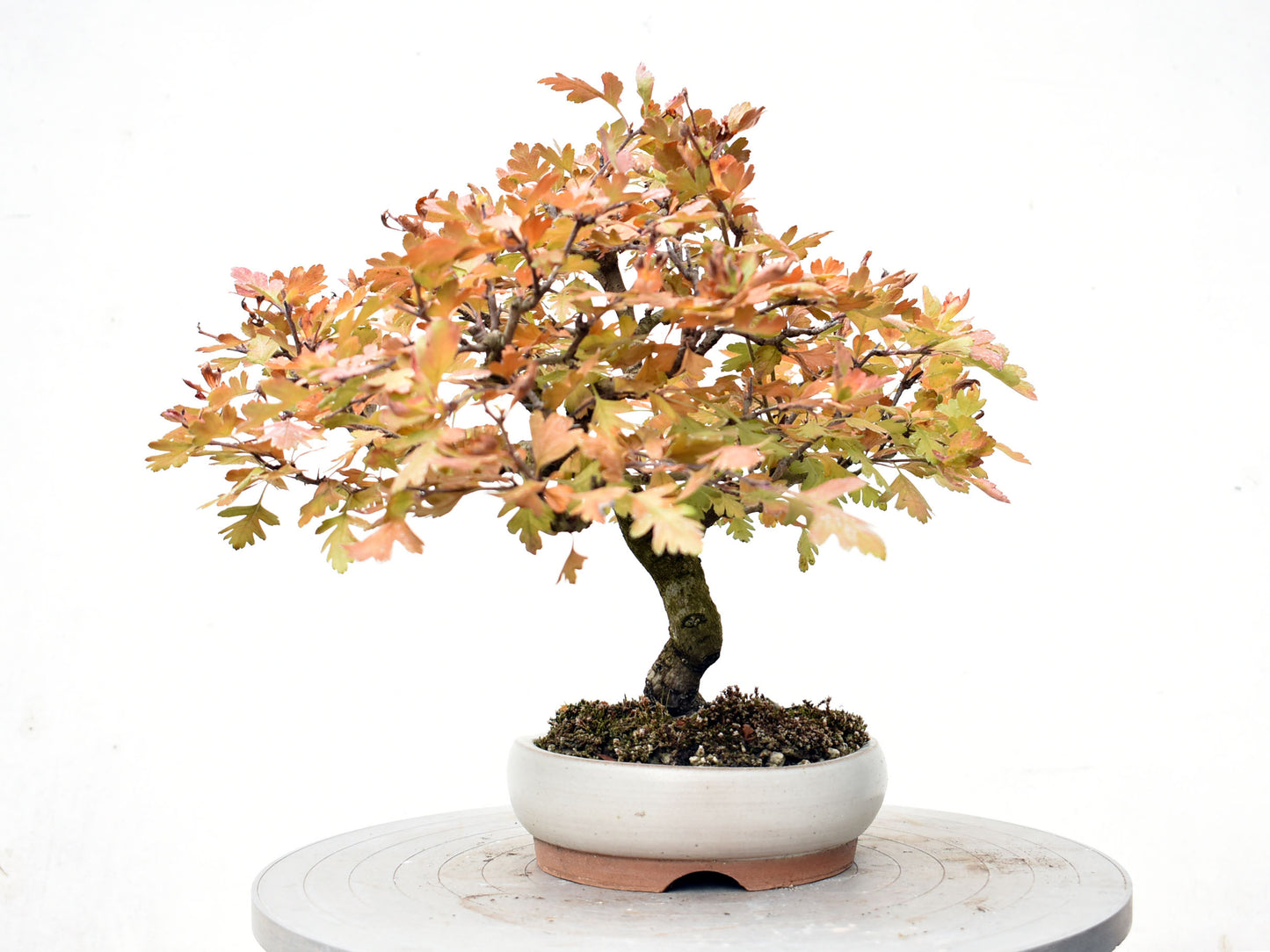 ESPINO BLANCO (Crataegus Monogyna)