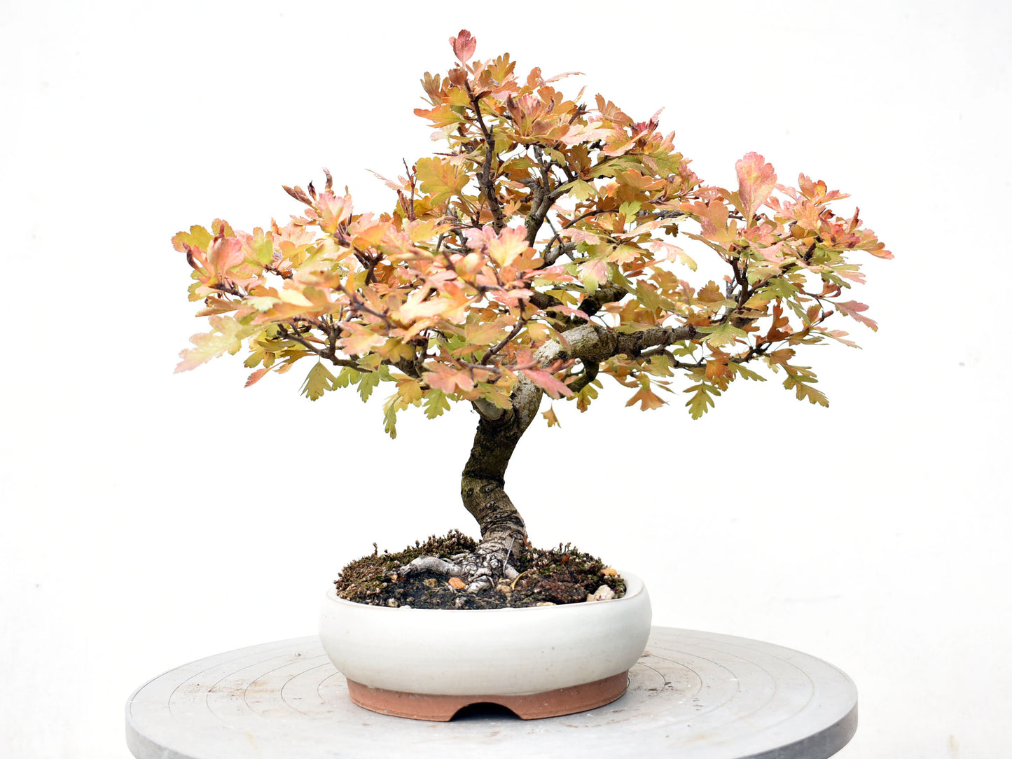 ESPINO BLANCO (Crataegus Monogyna)