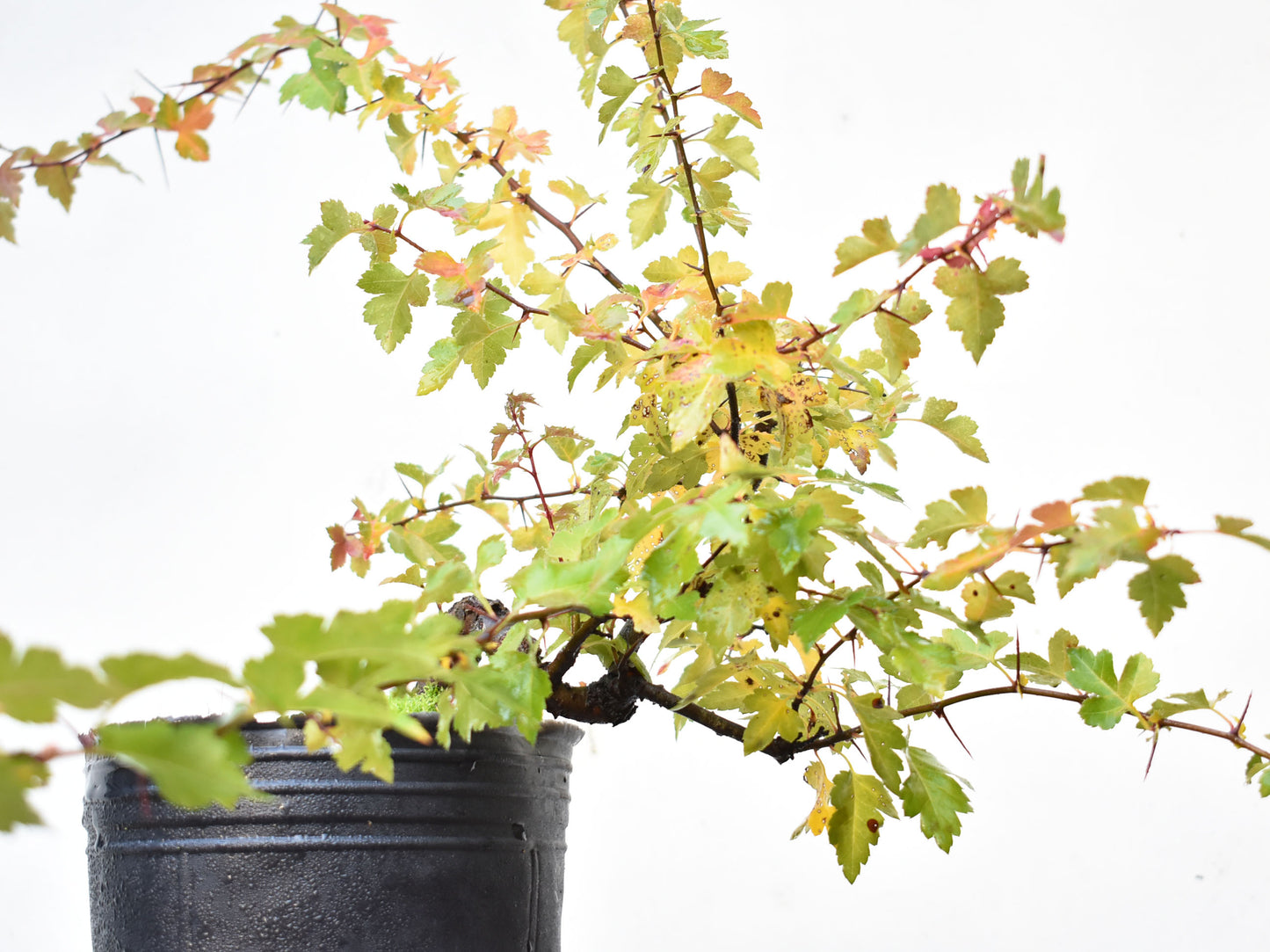 CRATAEGUS (Crataegus Phaenophylum)
