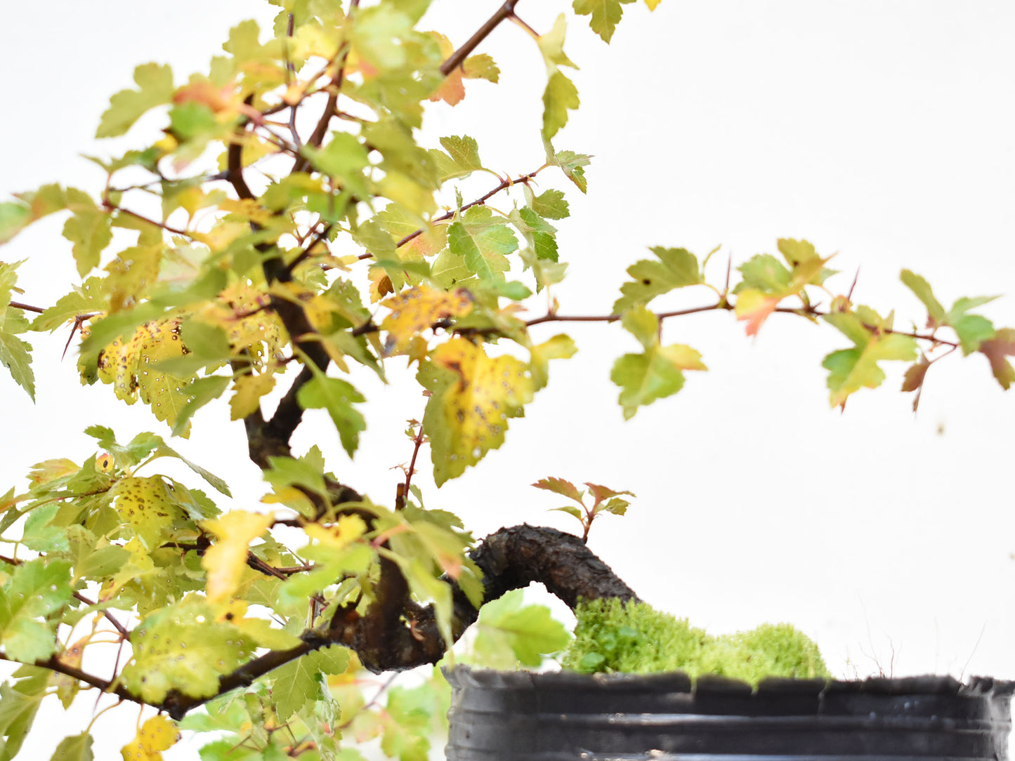 CRATAEGUS (Crataegus Phaenophylum)