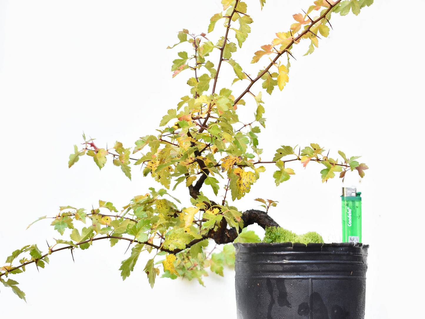 CRATAEGUS (Crataegus Phaenophylum)
