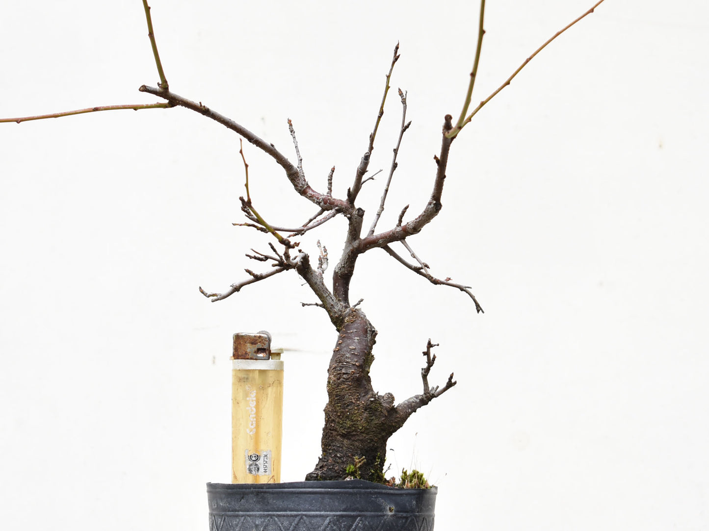 ENDRINO (Prunus Spinosa)