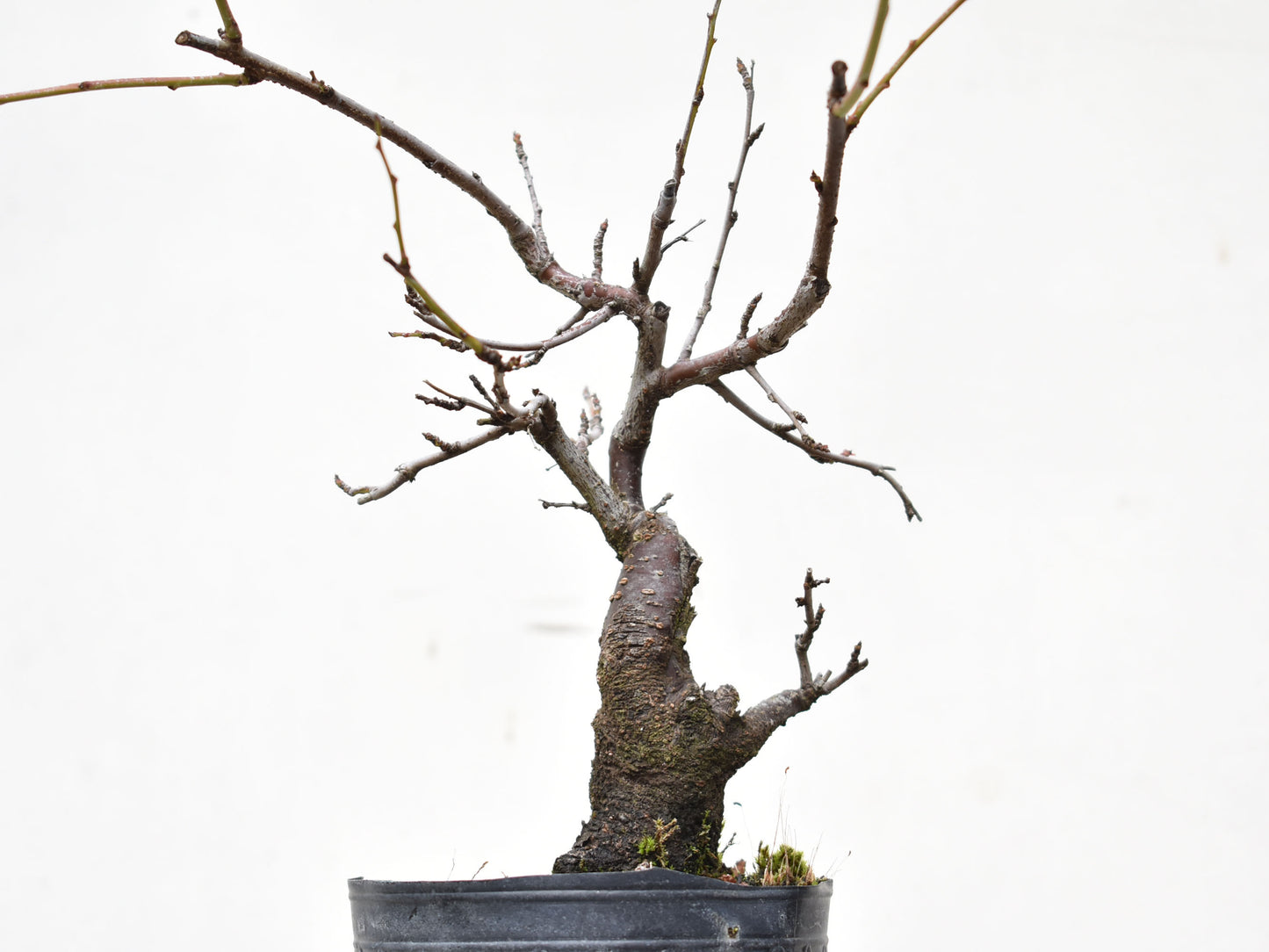 ENDRINO (Prunus Spinosa)