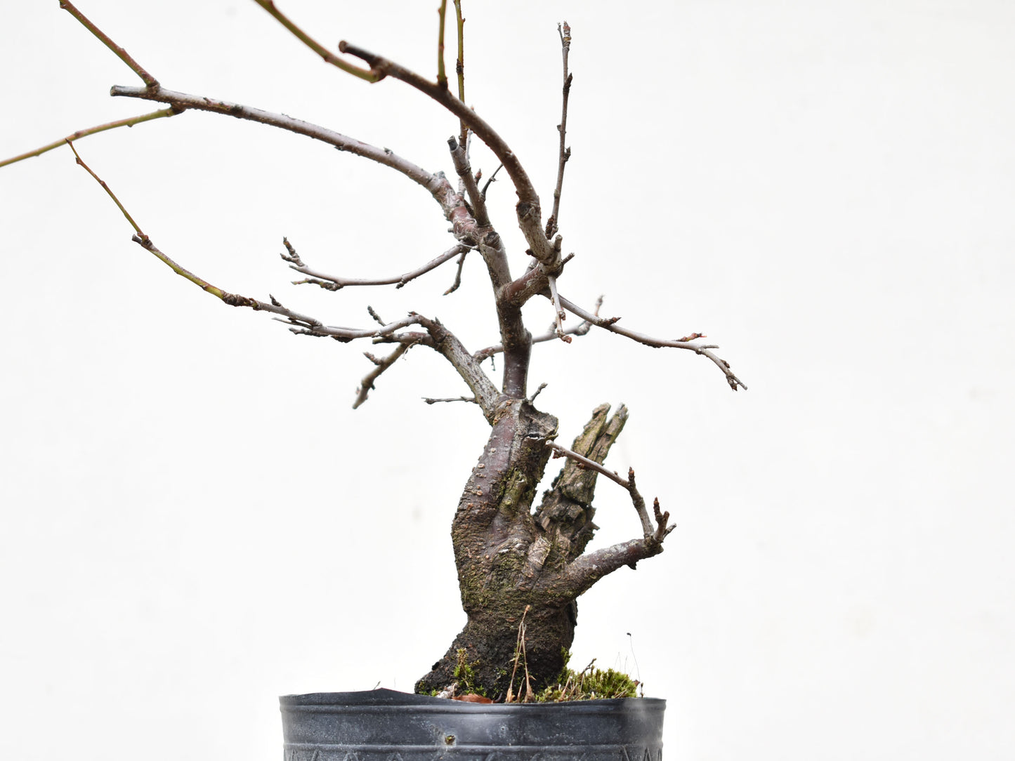 ENDRINO (Prunus Spinosa)