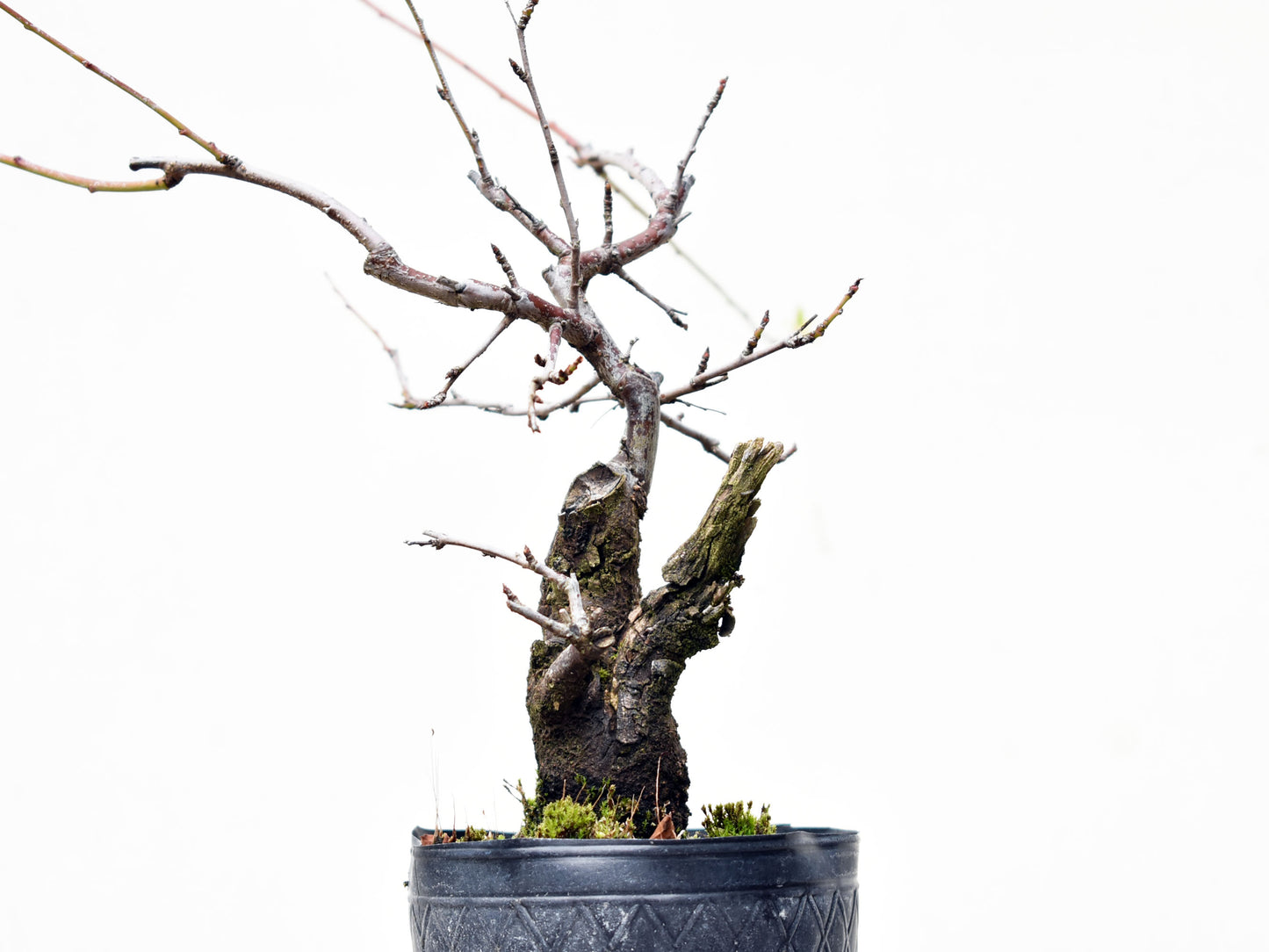 ENDRINO (Prunus Spinosa)