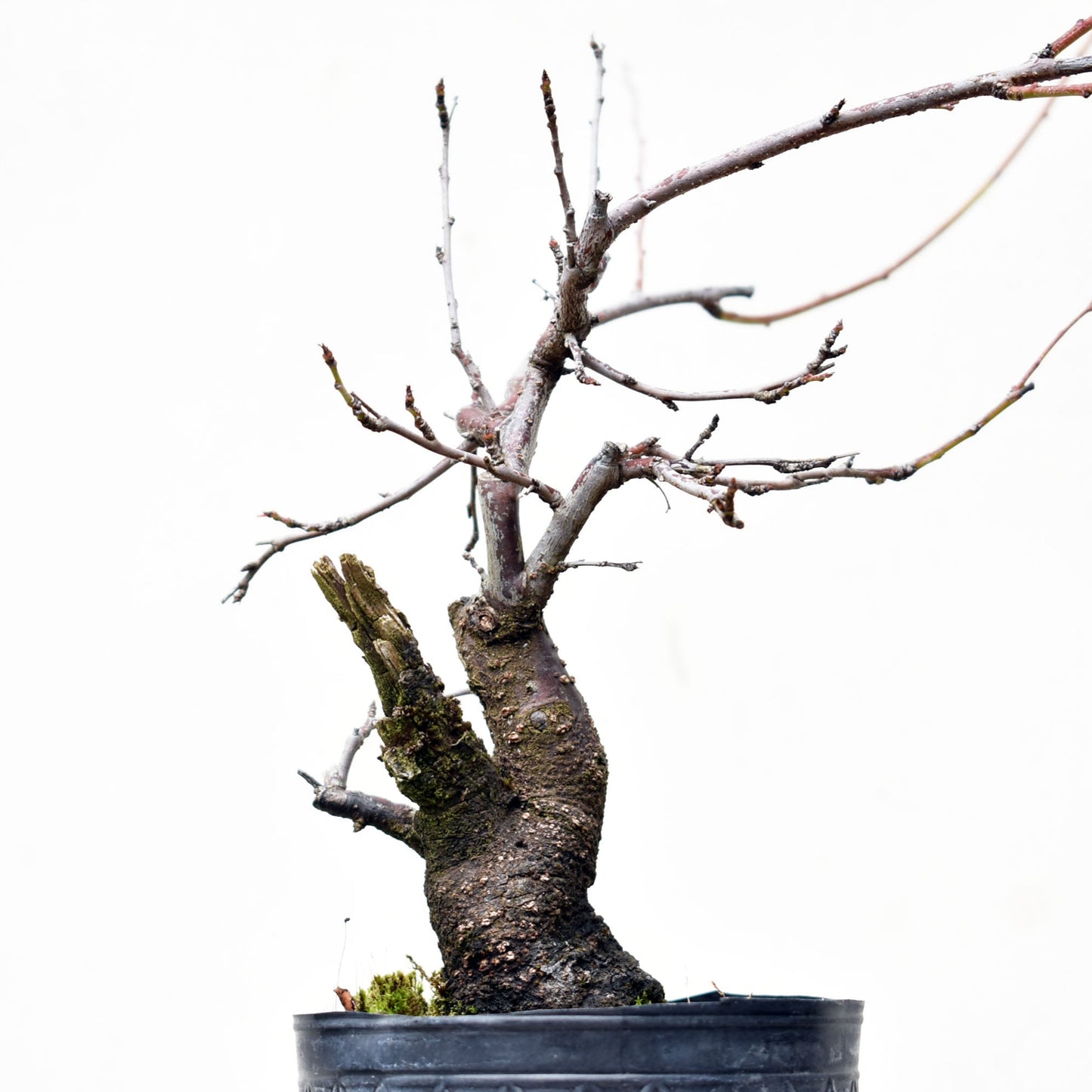 ENDRINO (Prunus Spinosa)