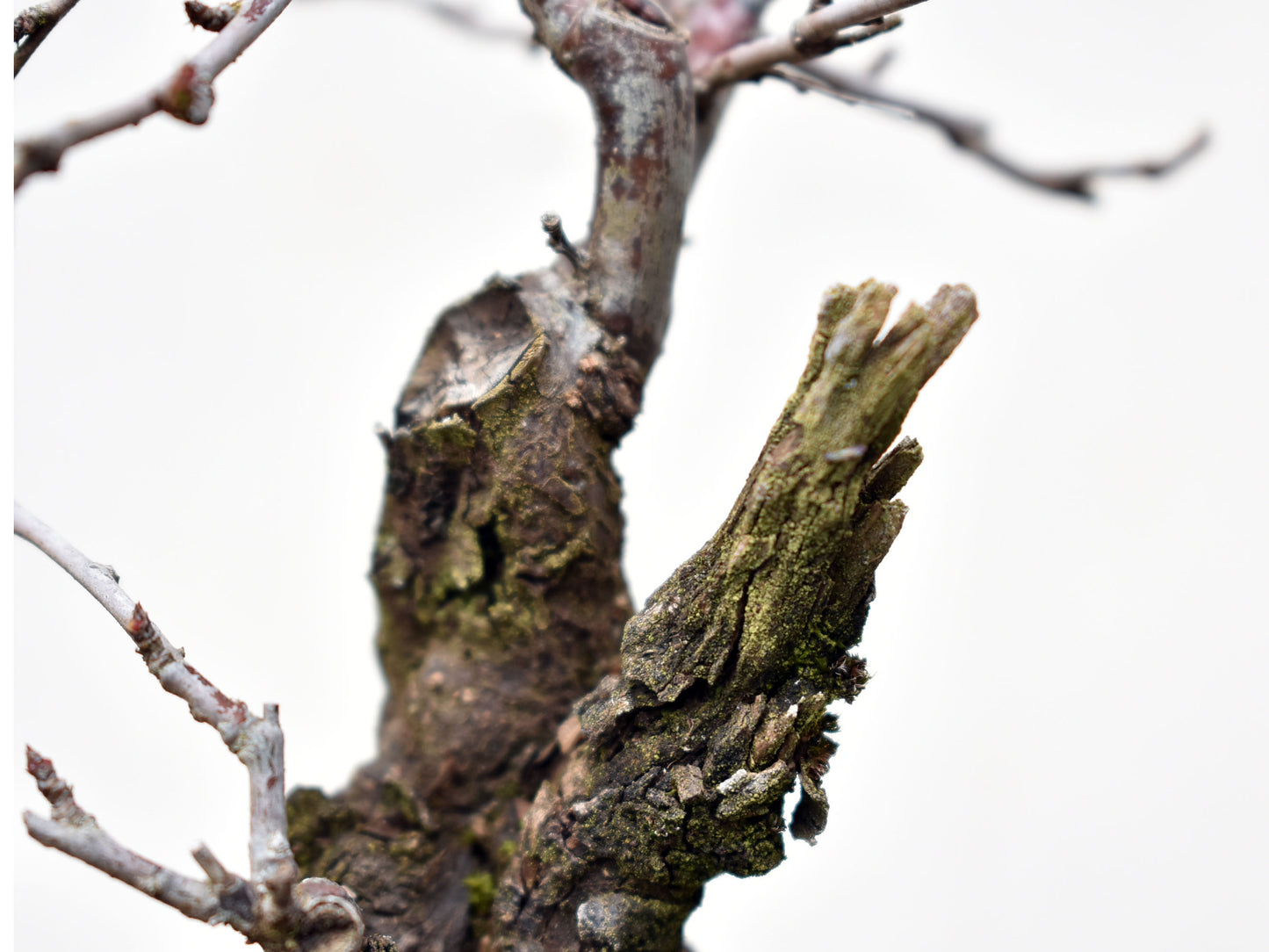 ENDRINO (Prunus Spinosa)