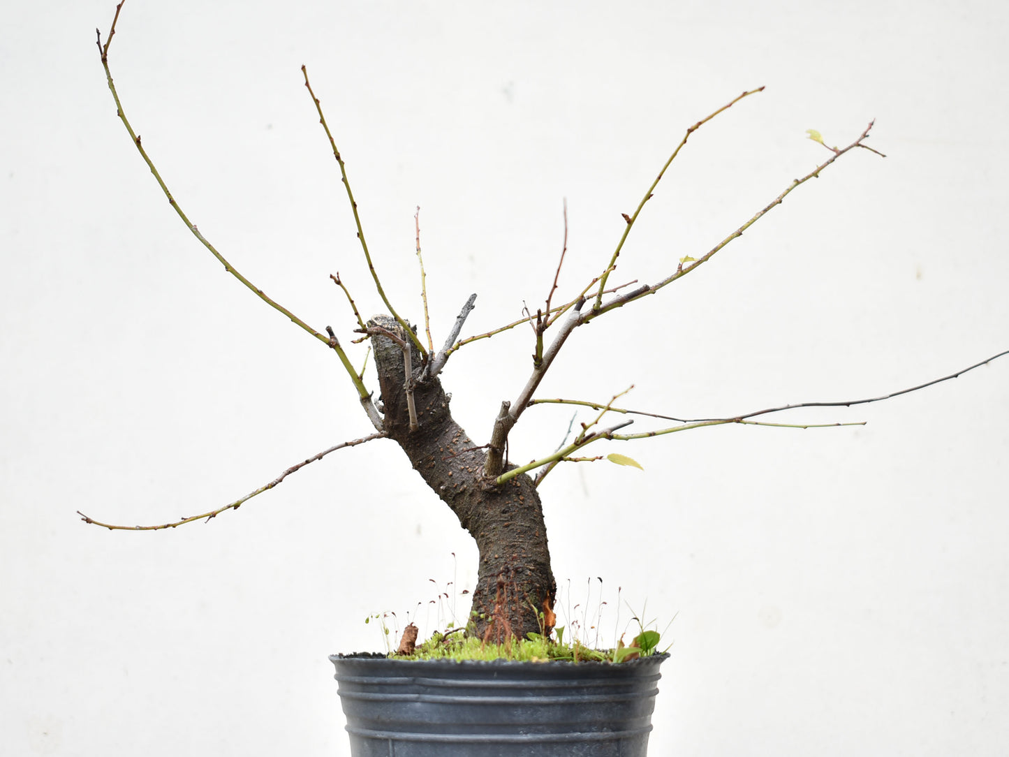 ENDRINO (Prunus Spinosa)