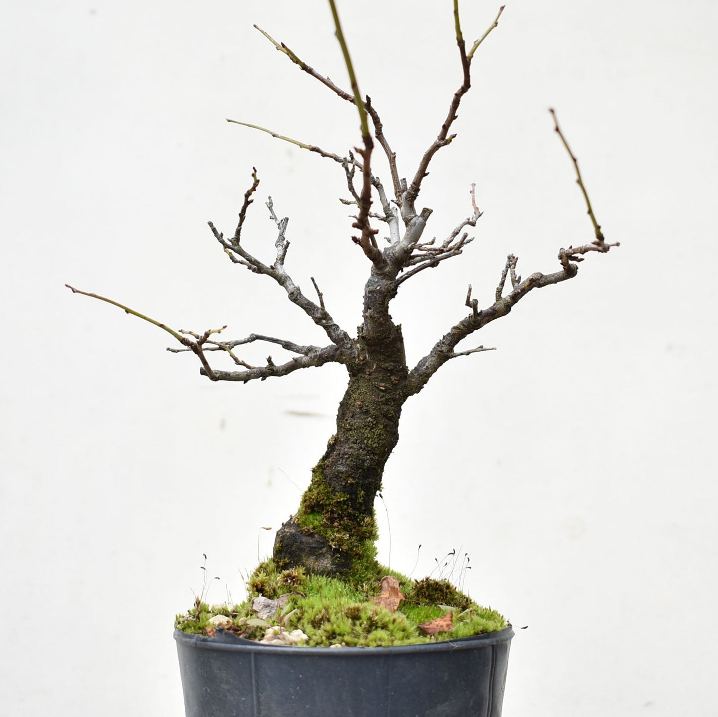 ENDRINO (Prunus Spinosa)