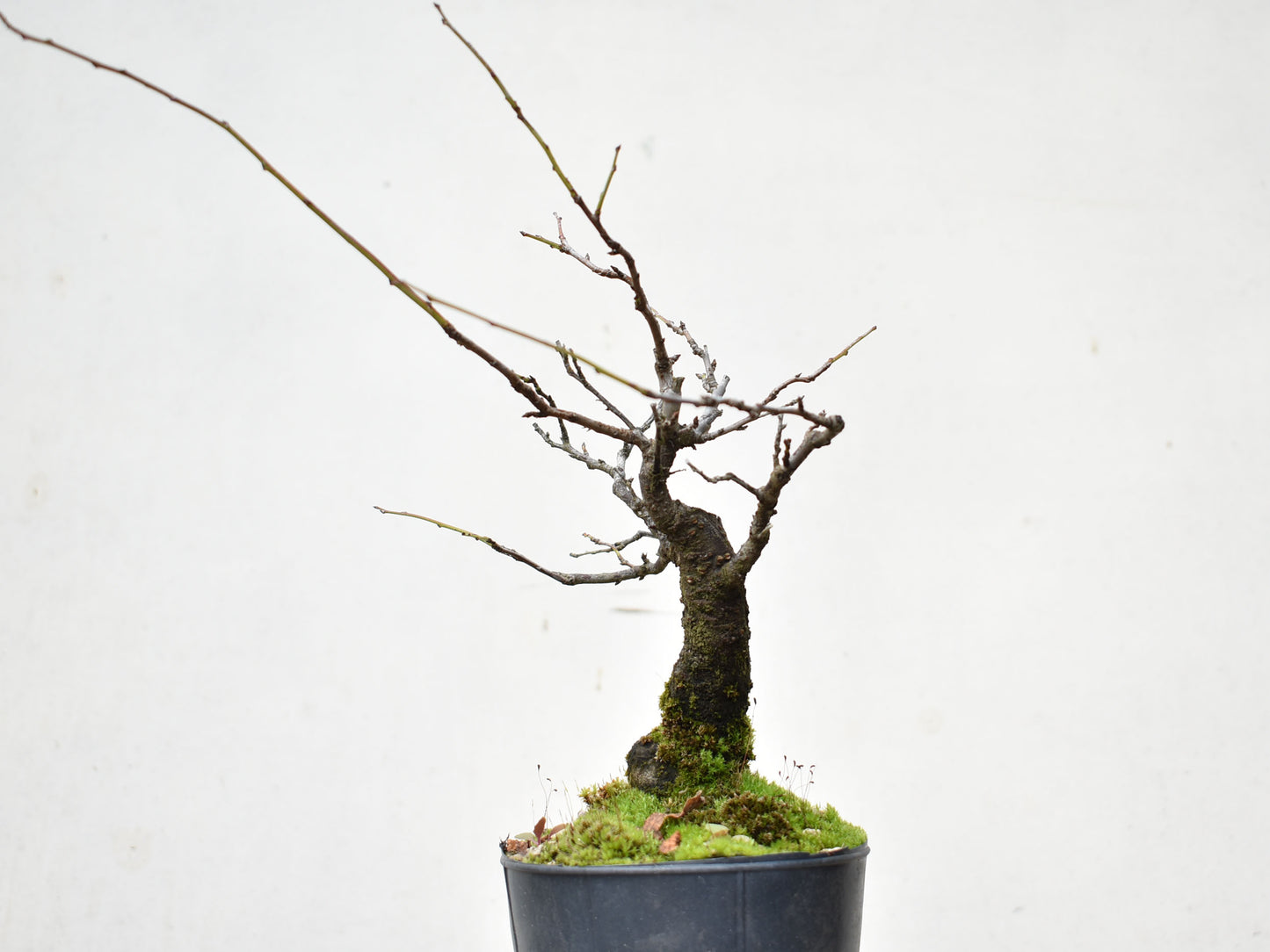 ENDRINO (Prunus Spinosa)