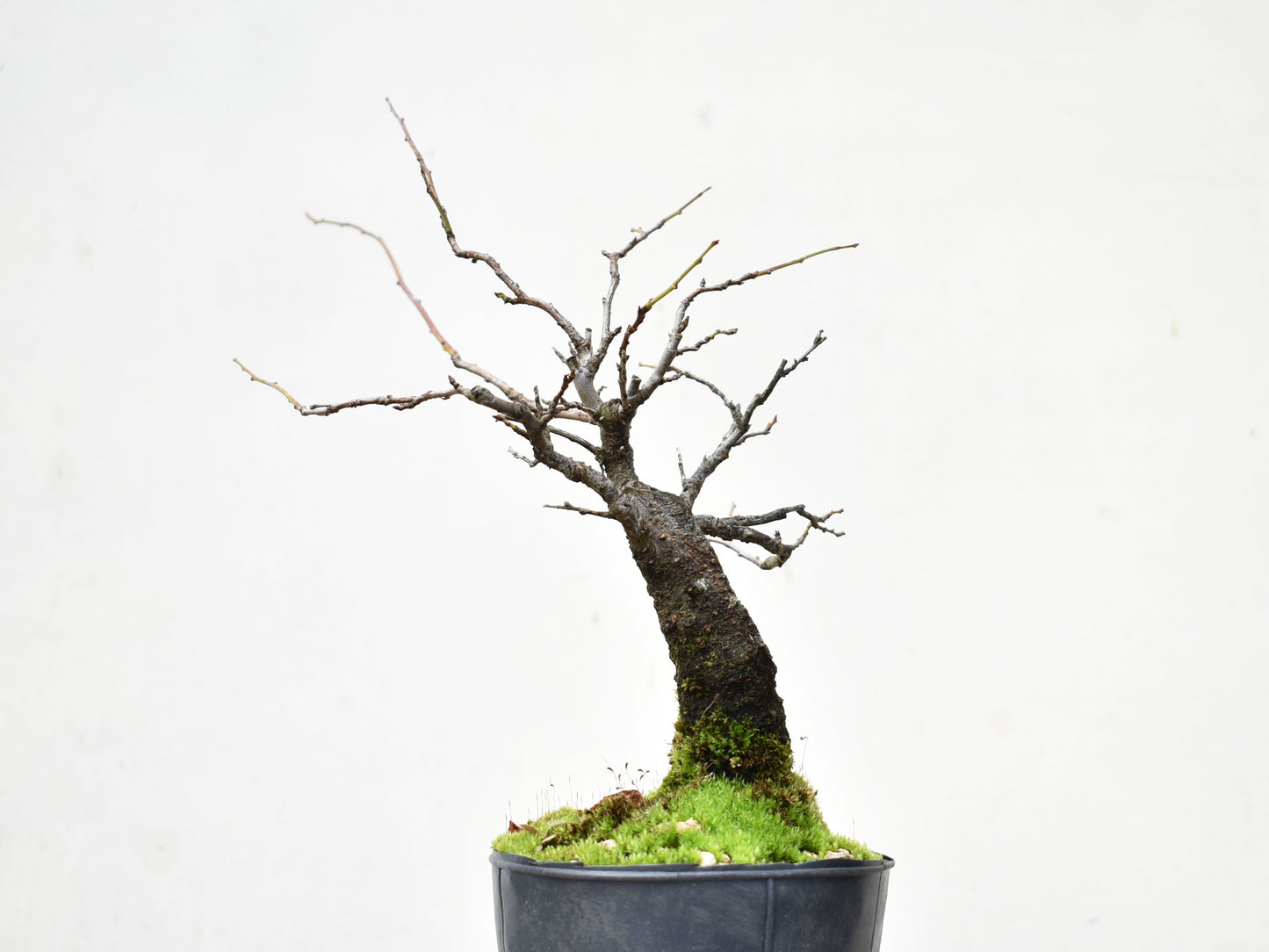 ENDRINO (Prunus Spinosa)