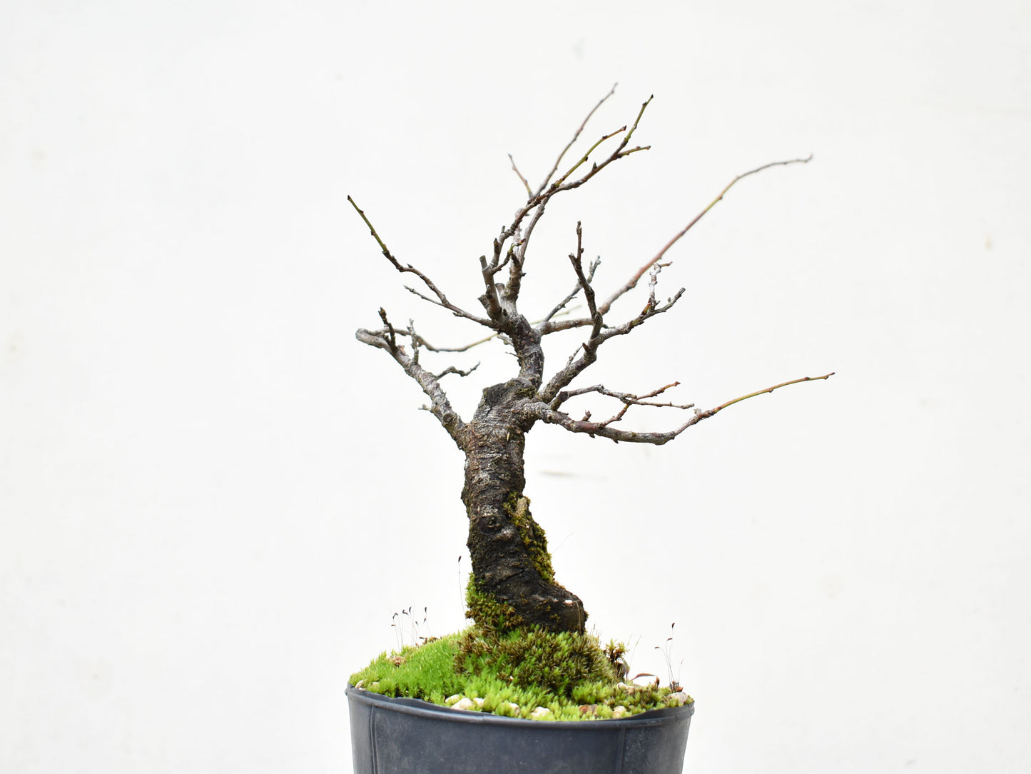 ENDRINO (Prunus Spinosa)