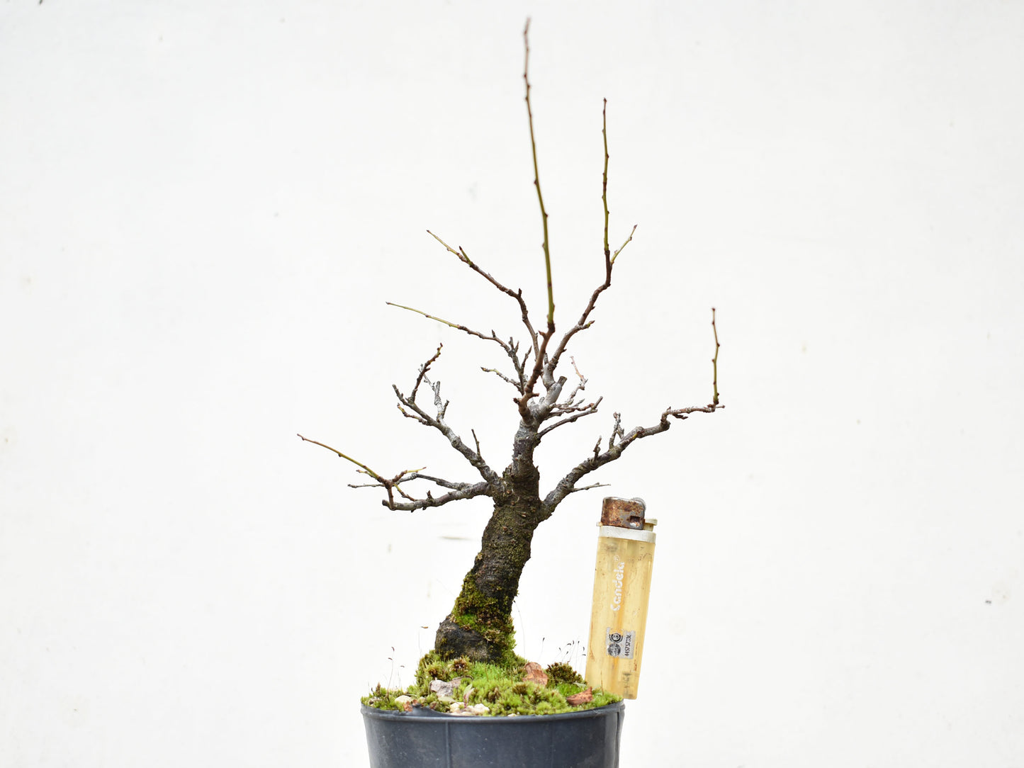 ENDRINO (Prunus Spinosa)