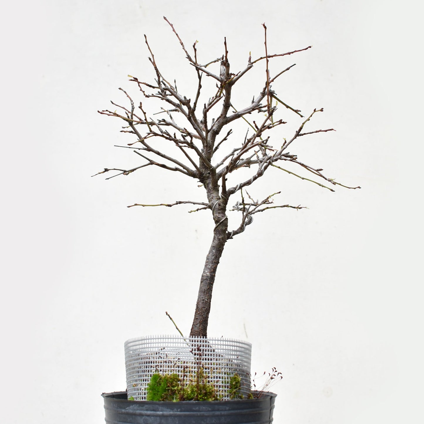 ENDRINO (Prunus Spinosa)