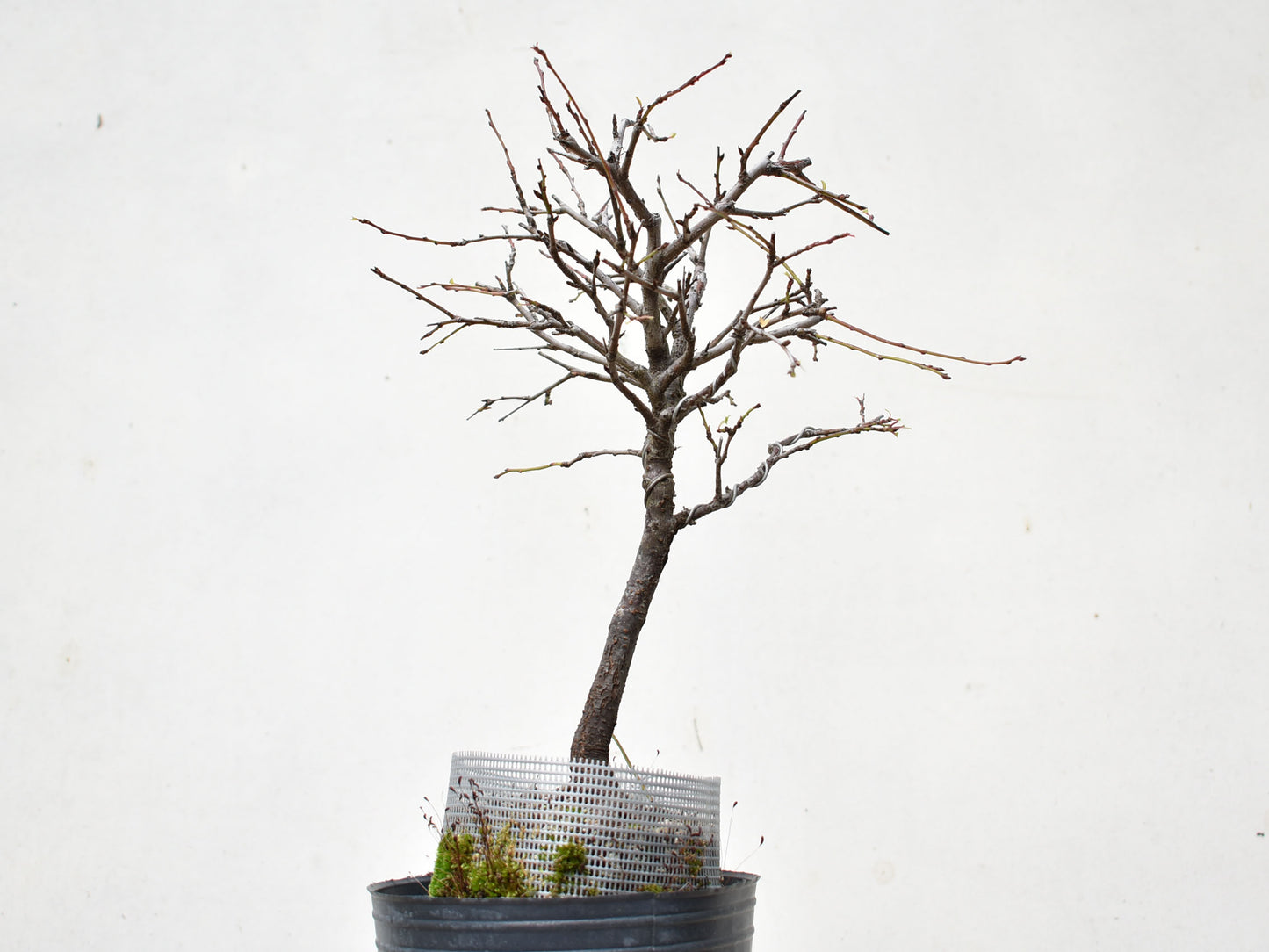 ENDRINO (Prunus Spinosa)