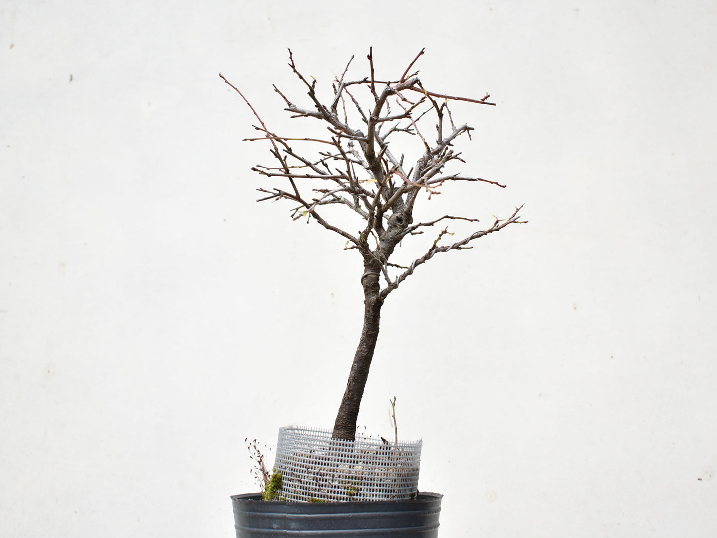 ENDRINO (Prunus Spinosa)