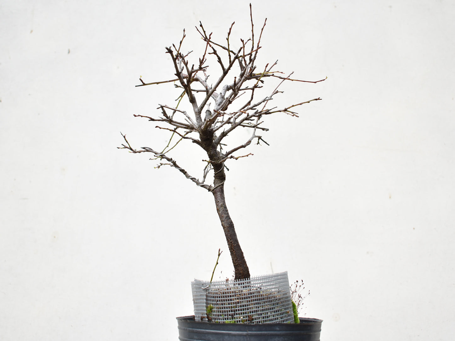 ENDRINO (Prunus Spinosa)