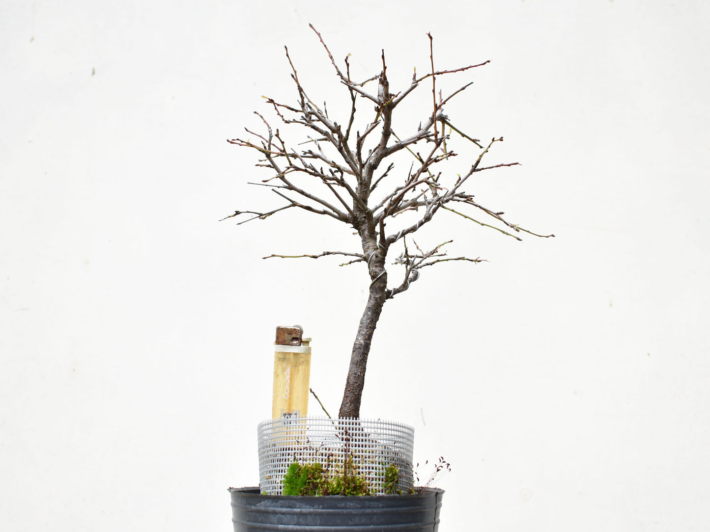 ENDRINO (Prunus Spinosa)