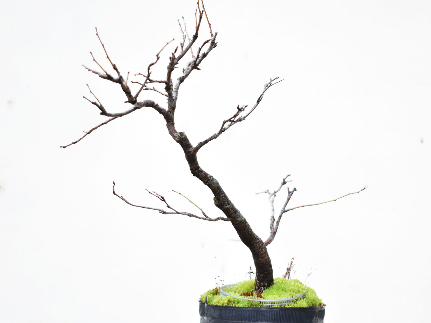 ENDRINO (Prunus Spinosa)