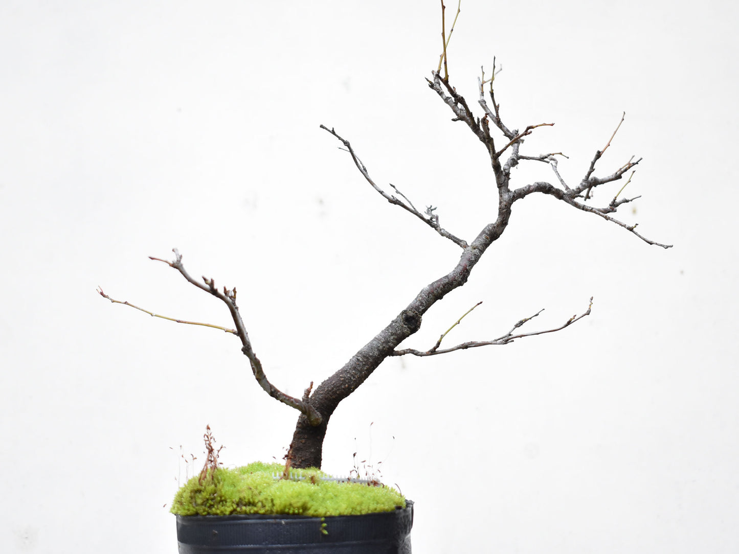 ENDRINO (Prunus Spinosa)