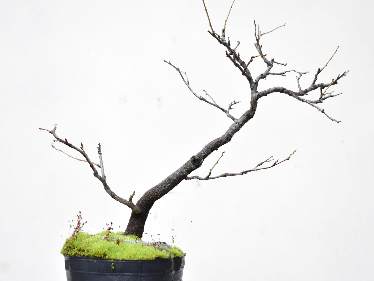 ENDRINO (Prunus Spinosa)