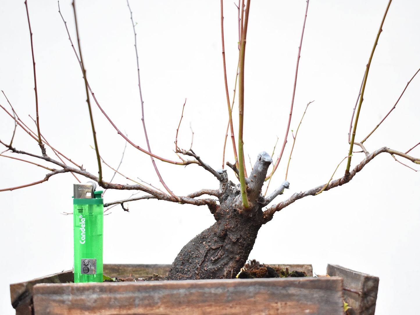 ENDRINO (Prunus Spinosa)