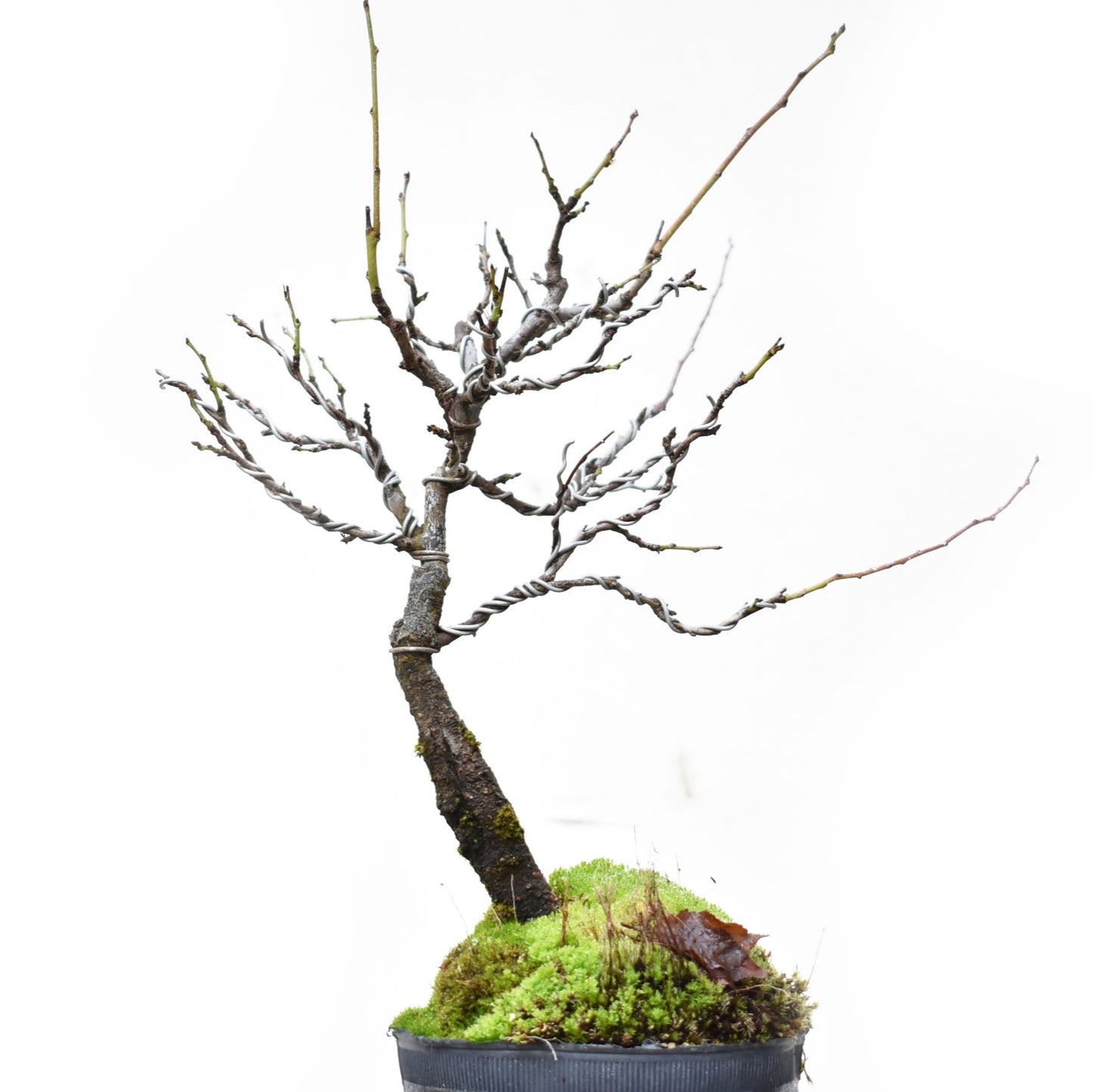 ENDRINO (Prunus Spinosa)