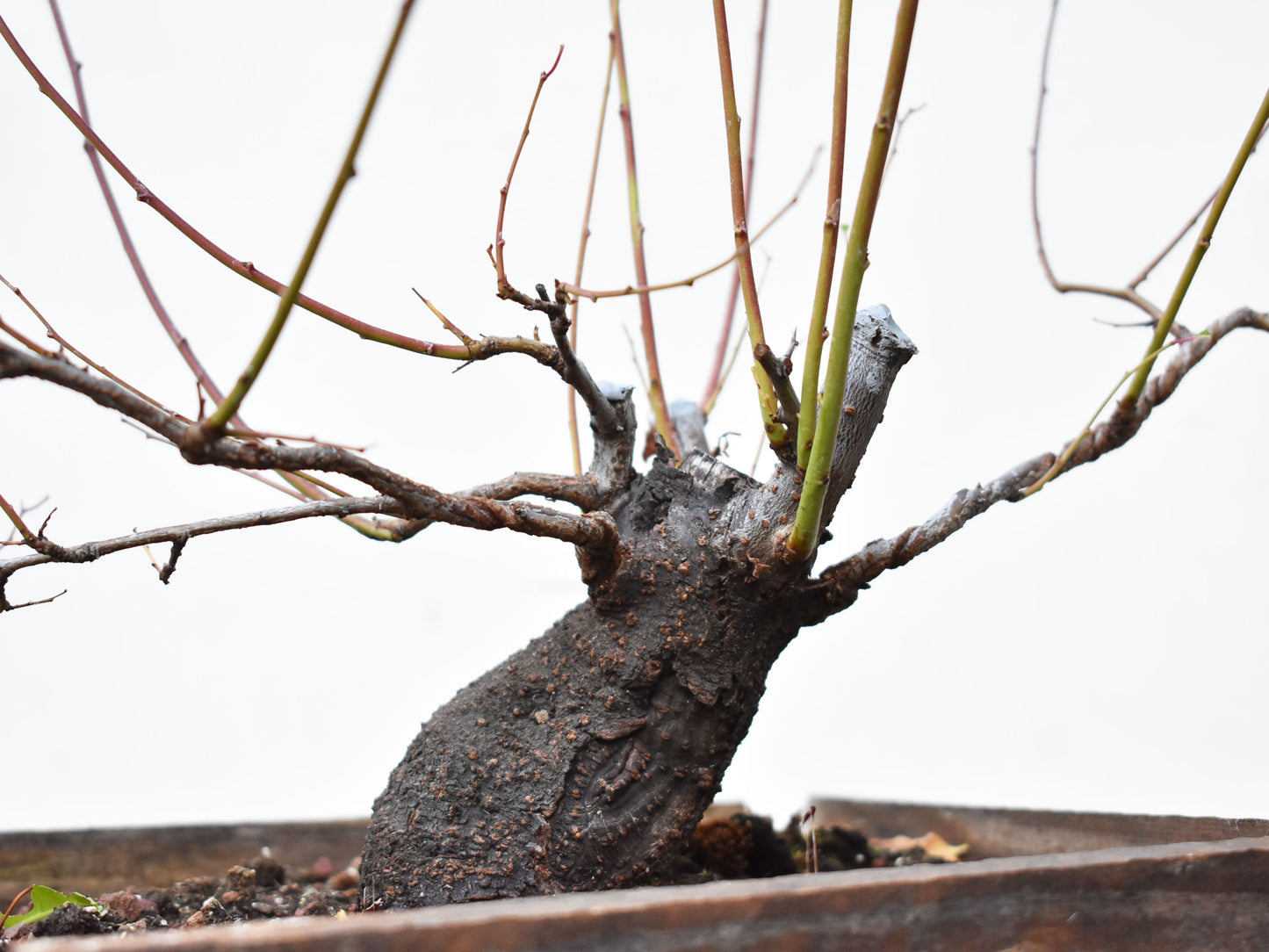 ENDRINO (Prunus Spinosa)