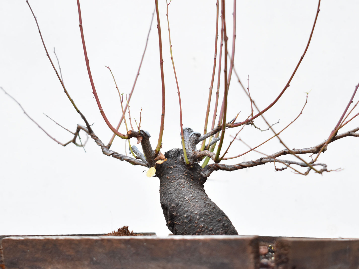 ENDRINO (Prunus Spinosa)