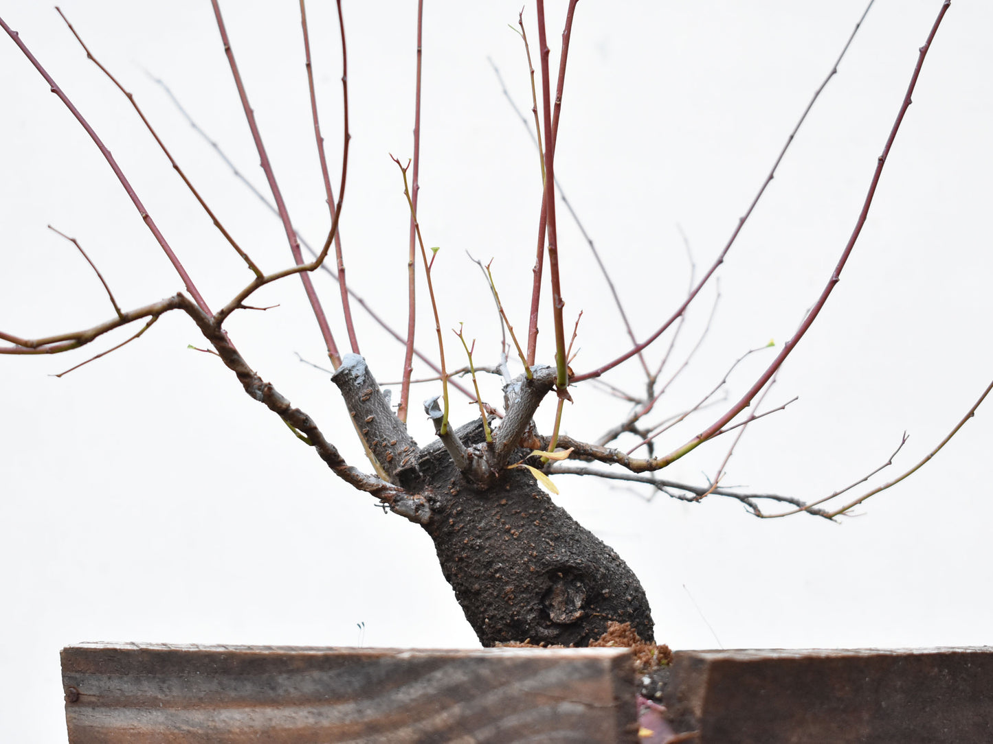 ENDRINO (Prunus Spinosa)